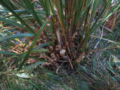Chionochloa flavescens