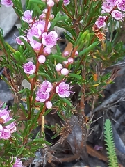 Hypocalymma strictum