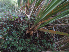 Chionochloa flavescens