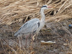 Ardea cinerea