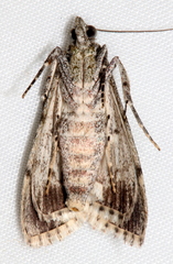 Enchesphora recurvalis