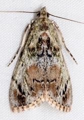 Enchesphora recurvalis