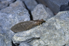 Kempynus latiusculus