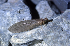 Kempynus latiusculus