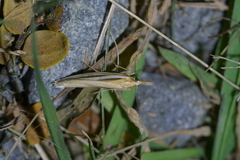 Orocrambus simplex