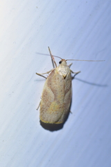 Proteodes carnifex