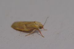 Proteodes carnifex