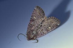 Ichneutica agorastis