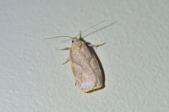 Proteodes carnifex