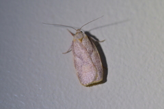 Proteodes carnifex