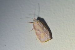 Proteodes carnifex