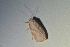 Proteodes carnifex