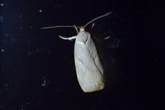 Proteodes carnifex