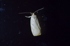 Proteodes carnifex