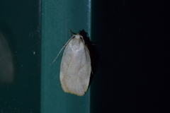 Proteodes carnifex