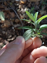 Monardella hypoleuca intermedia