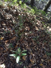 Monardella hypoleuca intermedia