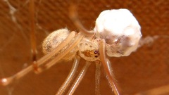 Physocyclus globosus