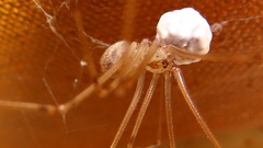 Physocyclus globosus