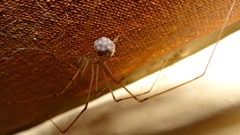 Physocyclus globosus