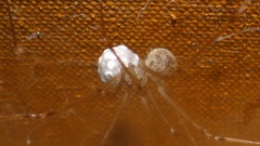 Physocyclus globosus