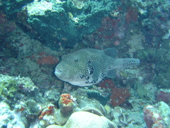 Arothron caeruleopunctatus