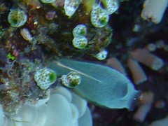 Rhopalaea