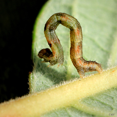 Cyclophora pendularia