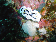 Chromodoris alcalai