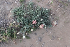Astragalus nuttallii nuttallii
