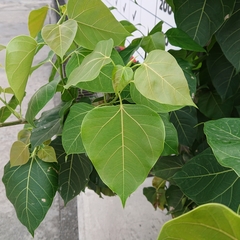 Ficus rumphii