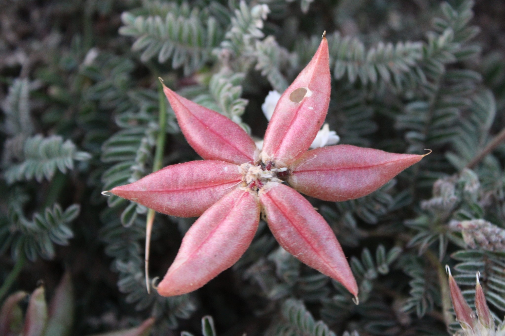 Astragalus nuttallii var. nuttallii