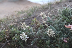 Astragalus nuttallii nuttallii