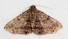 Diatenes aglossoides