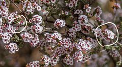 Thryptomene