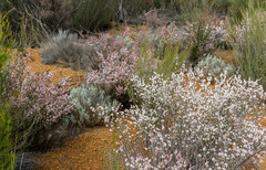Thryptomene