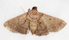 Diatenes aglossoides