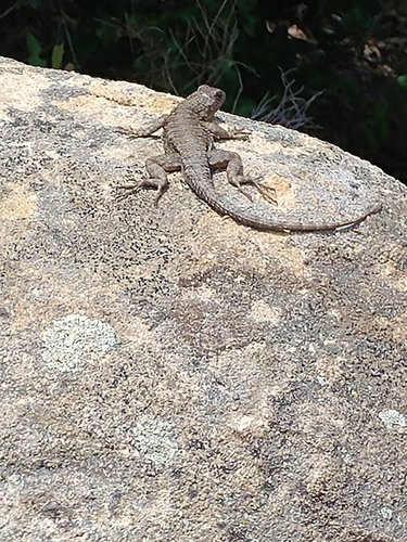iNaturalist observation photo of Western Fence Lizard