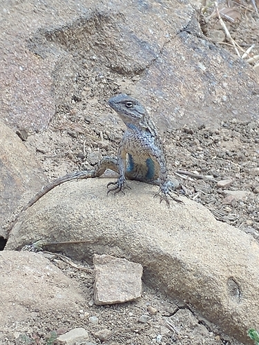 iNaturalist observation photo of Western Fence Lizard