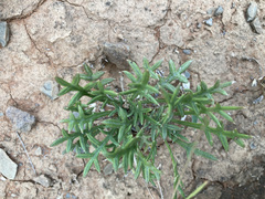 Gazania jurineifolia