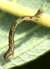 Cyclophora pendularia