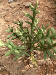 Gazania jurineifolia