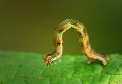 Cyclophora pendularia