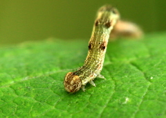 Cyclophora pendularia