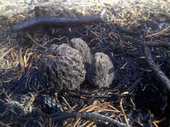 Morchella tomentosa