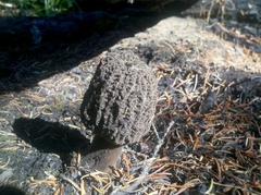 Morchella tomentosa