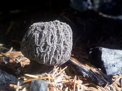 Morchella tomentosa