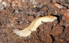Argonemertes australiensis