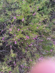 Boronia rivularis