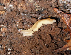 Argonemertes australiensis